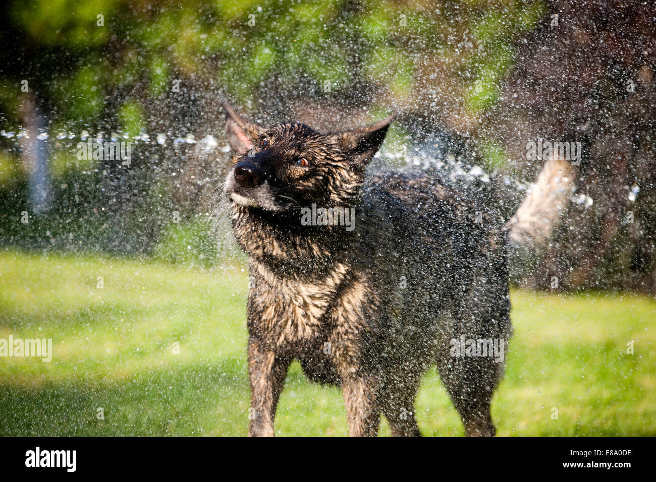Wet German Shepherd dog shaking off water, Austria Stock Photo