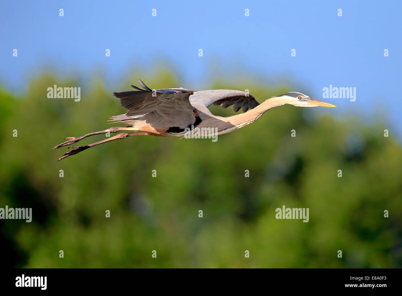 Great Blue Heron (Ardea herodias), adult in breeding plumage, flying, Venice Rookery, Florida, USA Stock Photo