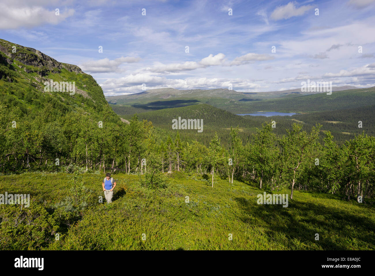 Hiker ascending via a narrow path from the forest border into the Fjell, Norrbotten County, Sweden Stock Photo