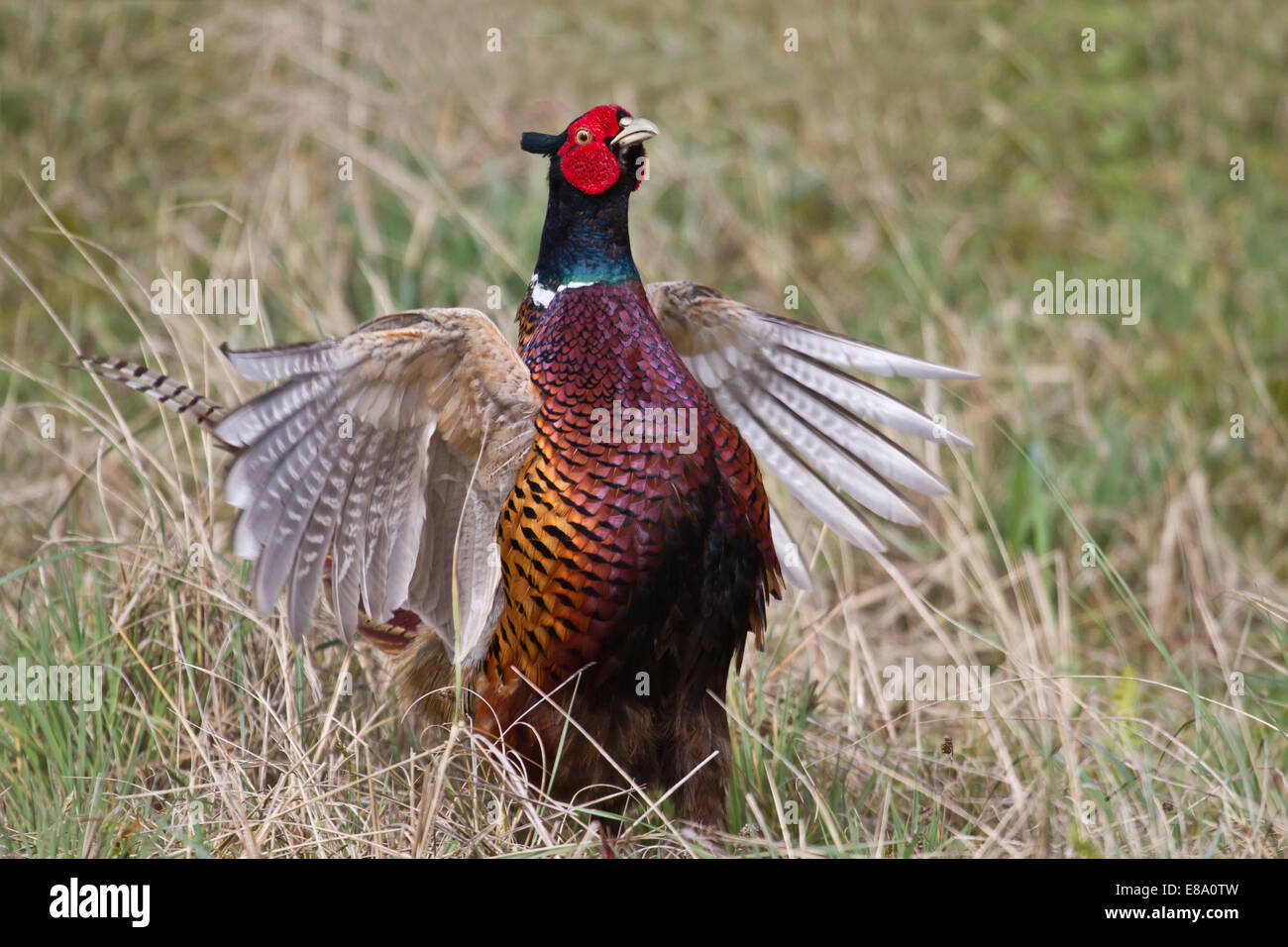 Pheasant (Phasianus colchicus), flutter jump, Texel, The Netherlands Stock Photo