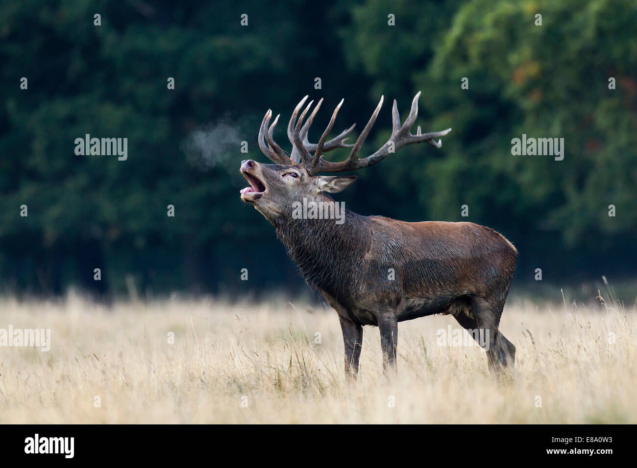 Red Deer (Cervus elaphus), roaring rutting stag, Copenhagen, Denmark Stock Photo