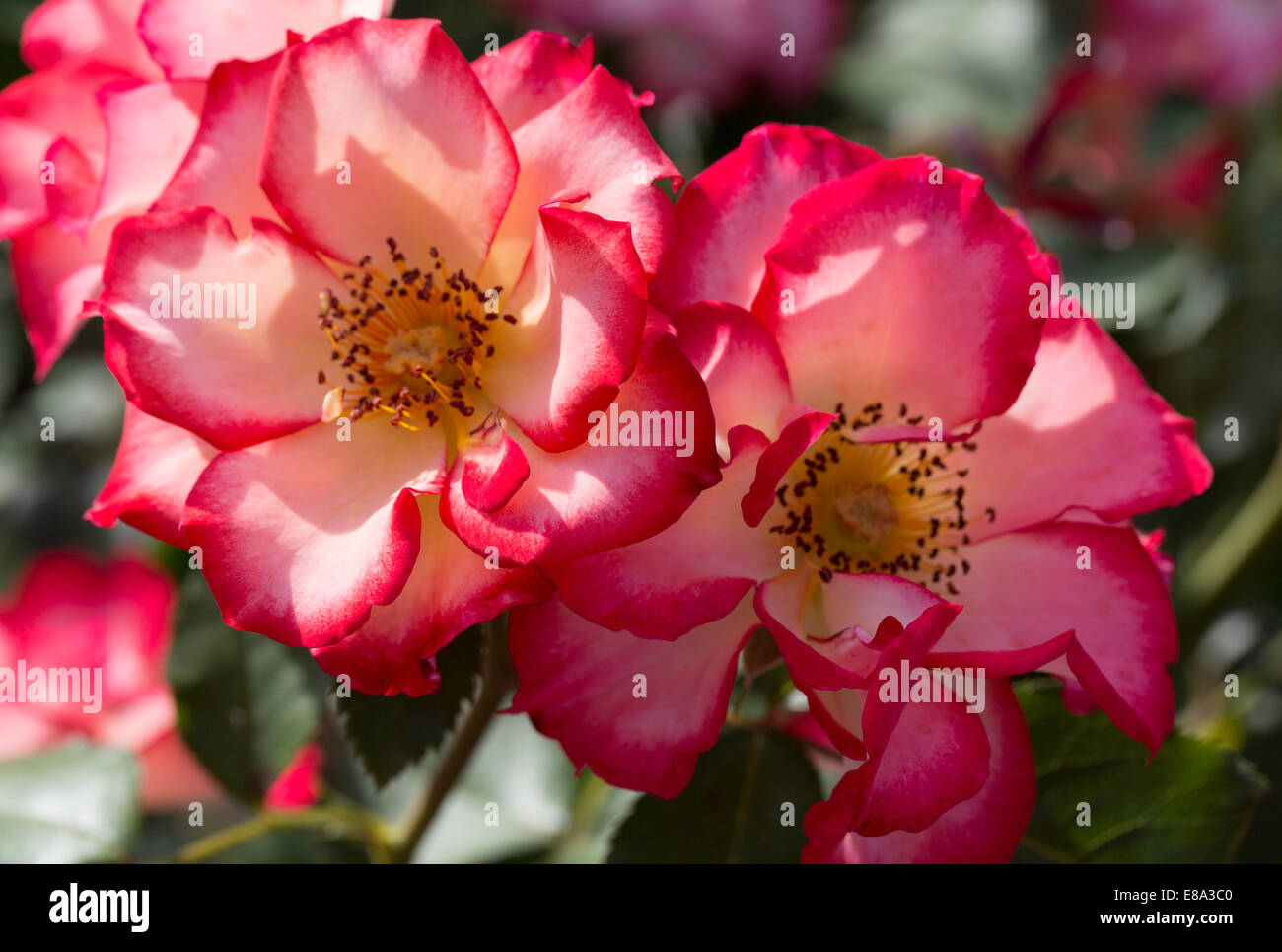Cluster flowered rose Betty Boop. Vibrant and pretty ivory blooms with brilliant red edges and golden centers. Stock Photo