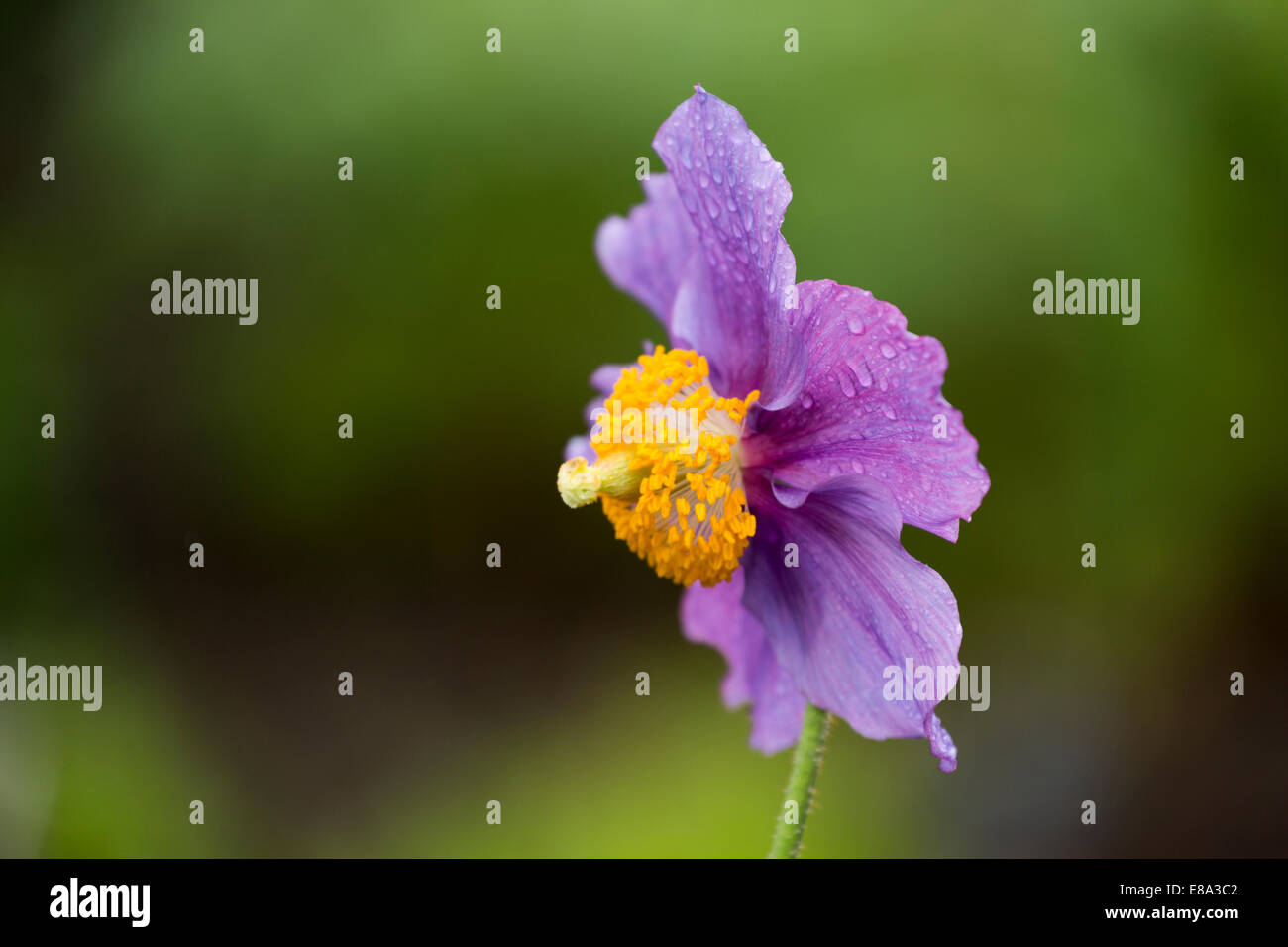 Himalayan Blue Poppy, Meconopsis Betonicifolia Hensol Violet Stock Photo