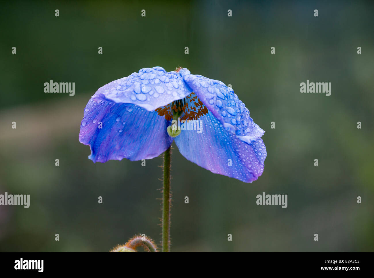 Himalayan Blue Poppy, Meconopsis George Sherriff Group MG 78 Stock Photo