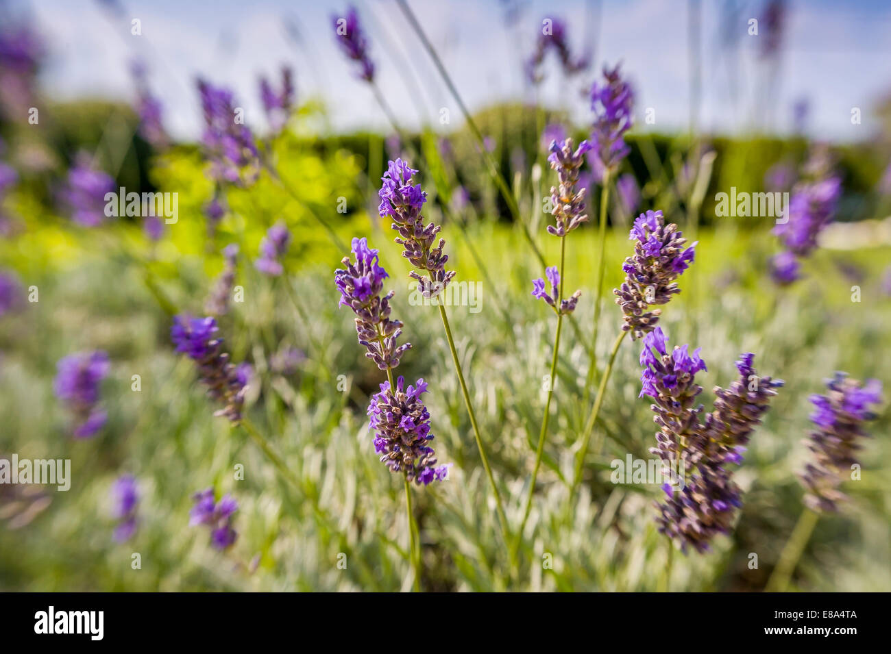 lavender in southern France Stock Photo