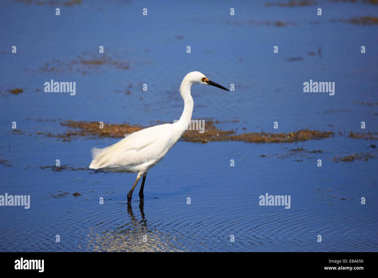 Snowy Egret, Egretta thula Stock Photo - Alamy
