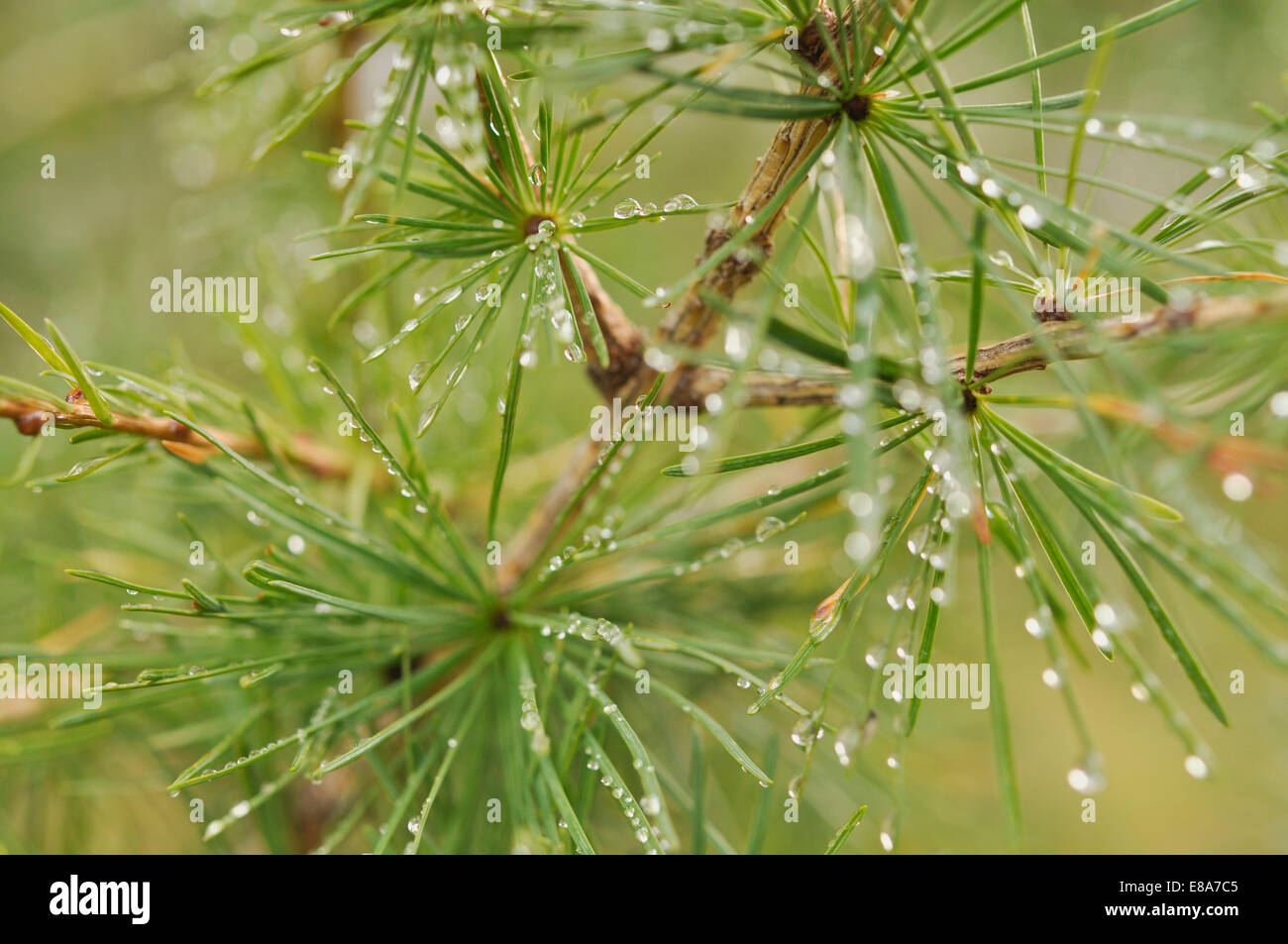 Dewdrops on larix decidua, Salzburger Land, Austria Stock Photo