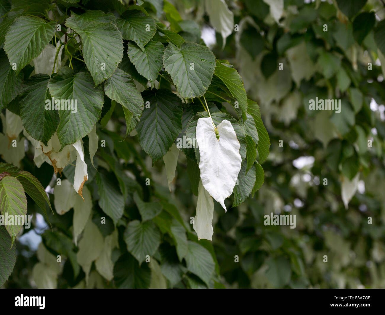 Handkerchief Tree, Davidia involucrata var Vilmoriniana Stock Photo