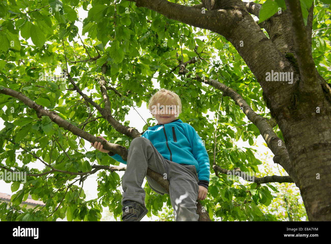 Young boy climbing high up in cherry tree Stock Photo