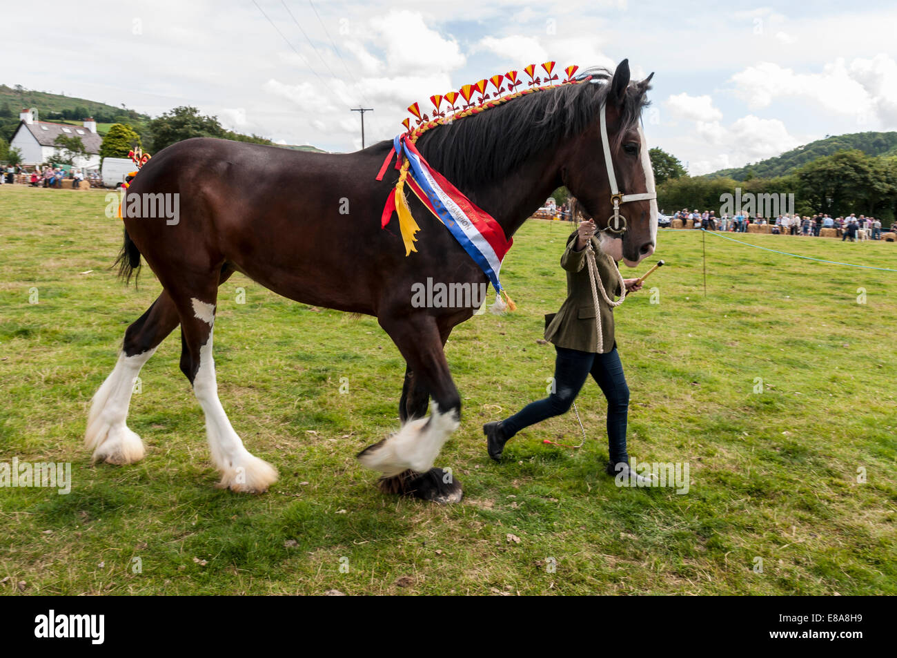 Shire Horse or Heavy Horses at Eglwysbach show North Wales Stock Photo