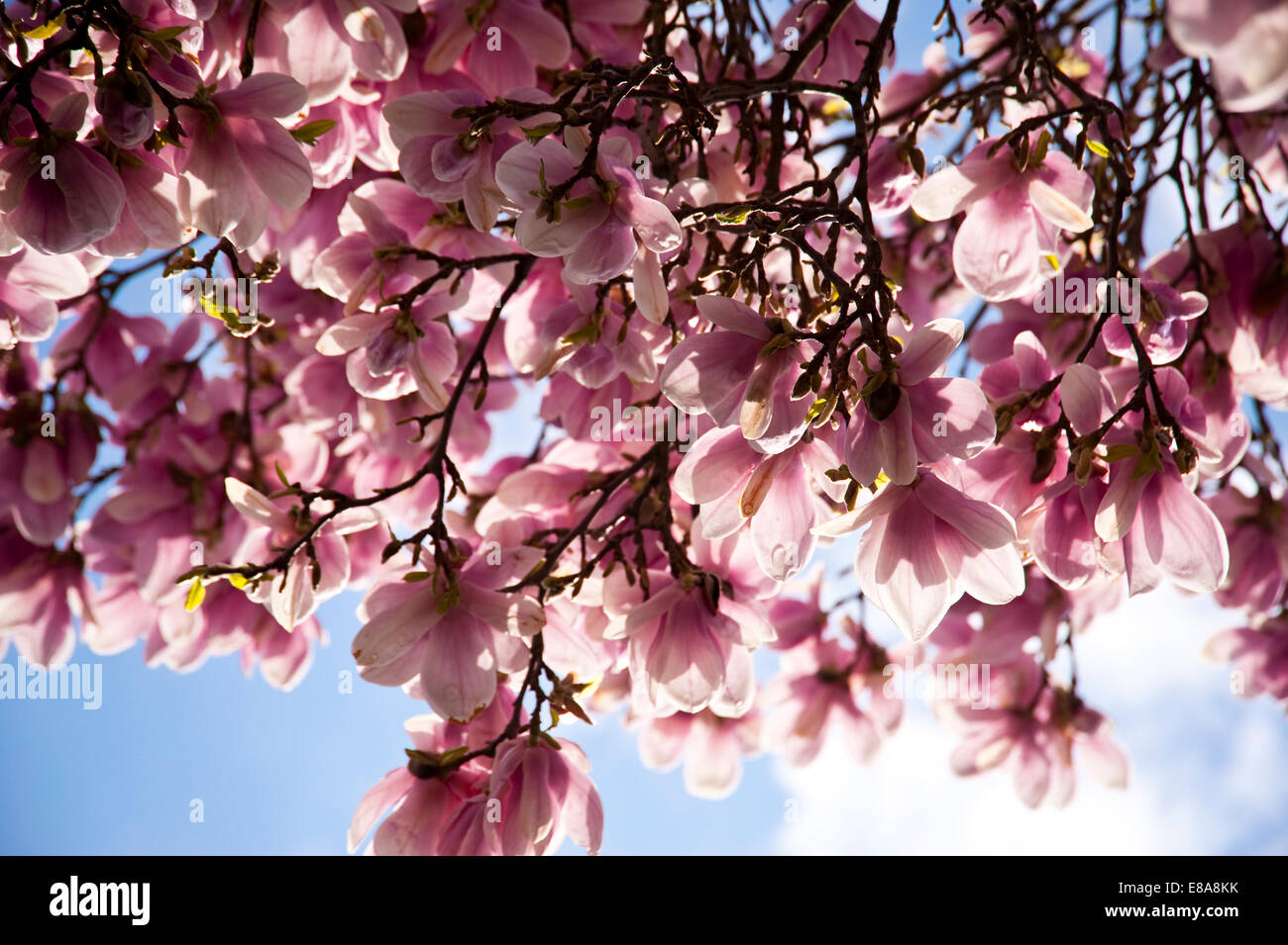 Blooming of a Magnolia Tree Stock Photo - Alamy