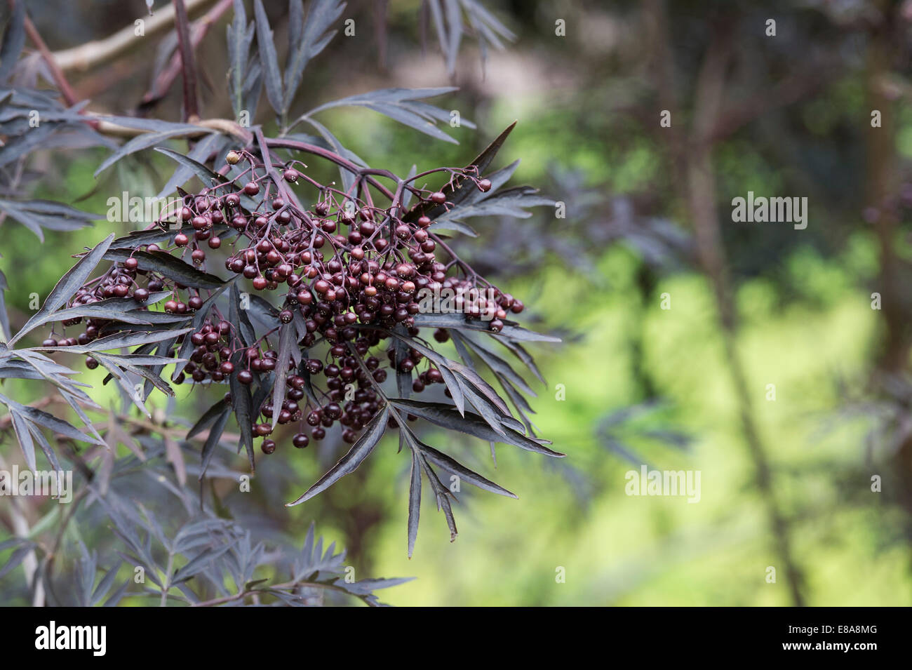 Sambucus nigra f. porphyrophylla Eva . Black Elder berries Stock Photo