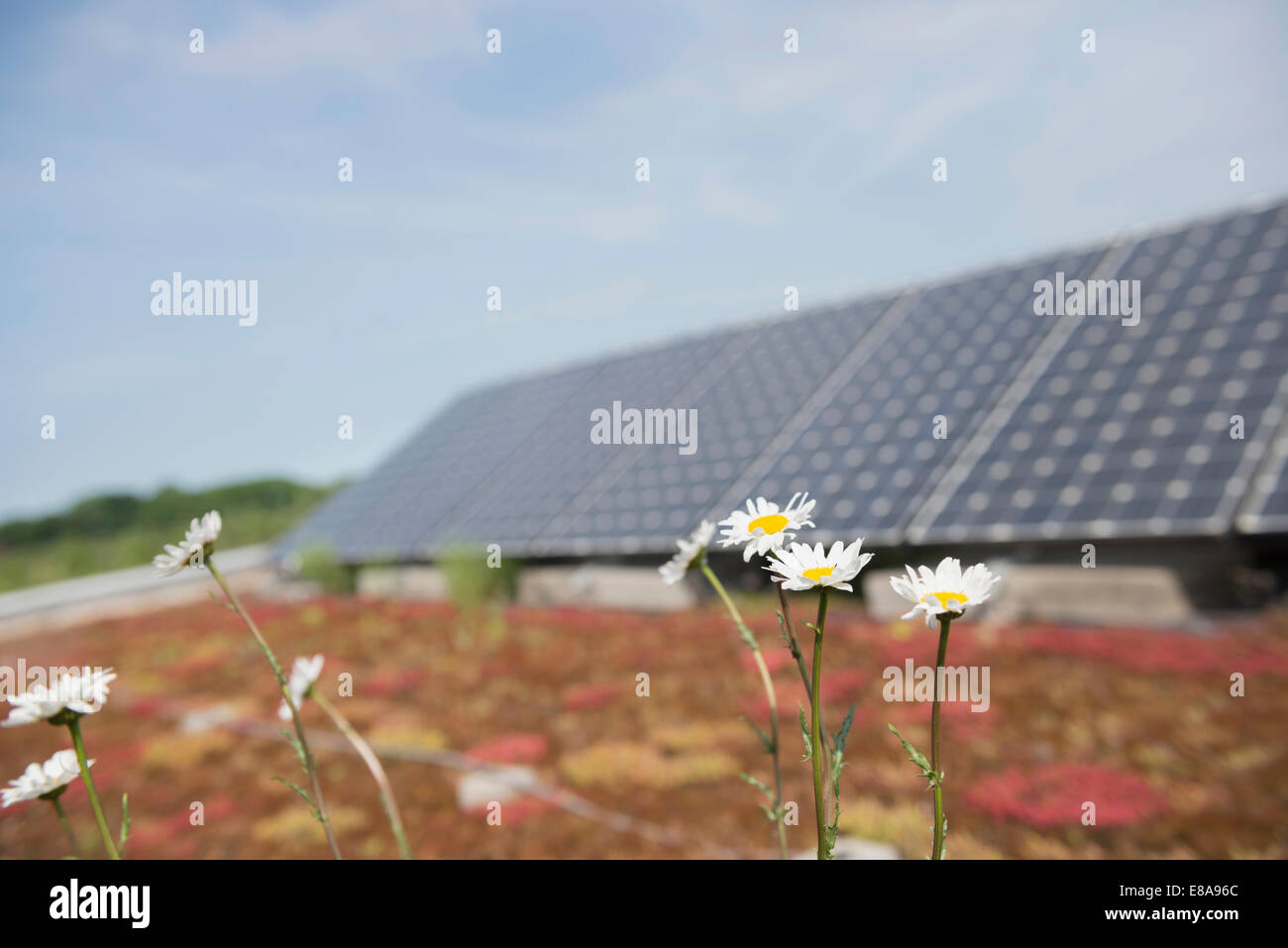 Wild flowers in front of solar panel Stock Photo