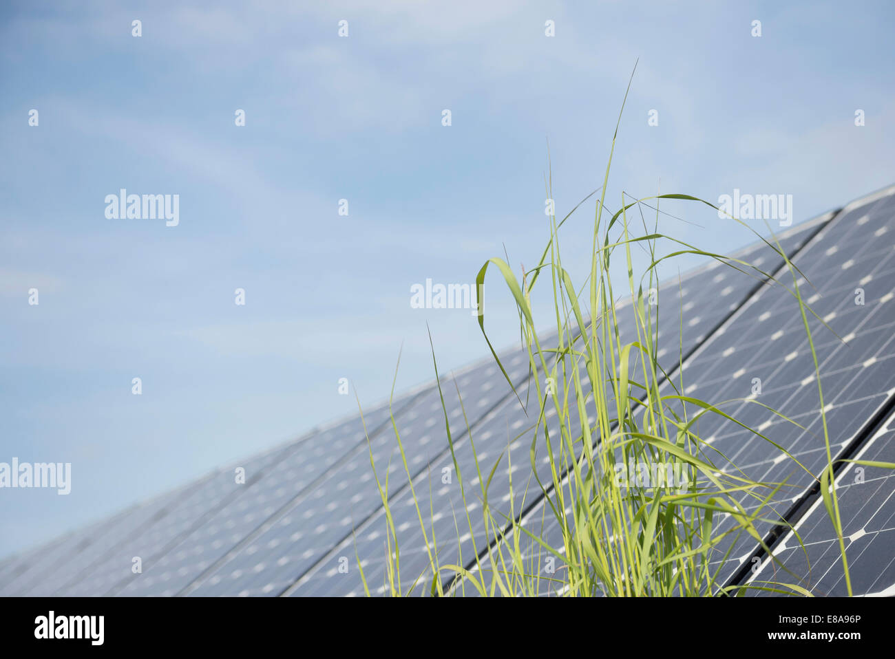 Blade of grass in front of solar panel Stock Photo