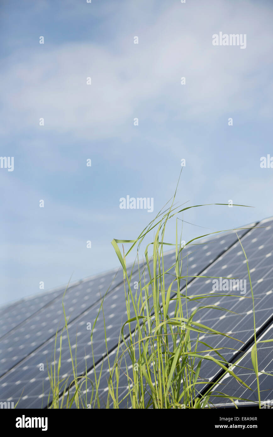 Close up blade of grass in front of solar panel Stock Photo