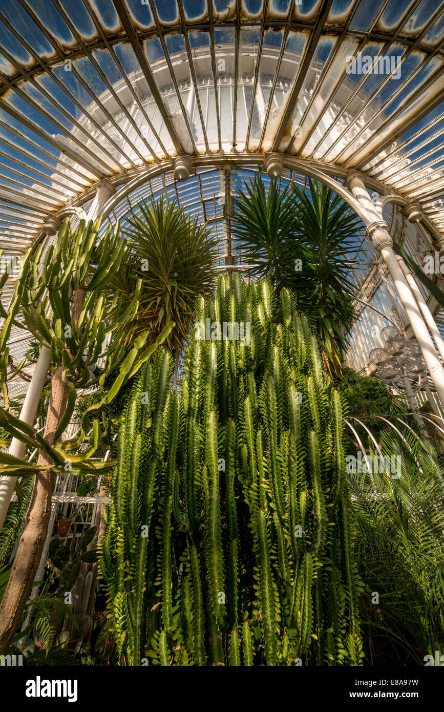 Inside The Palm House in Botanic Gardens , Belfast Stock Photo