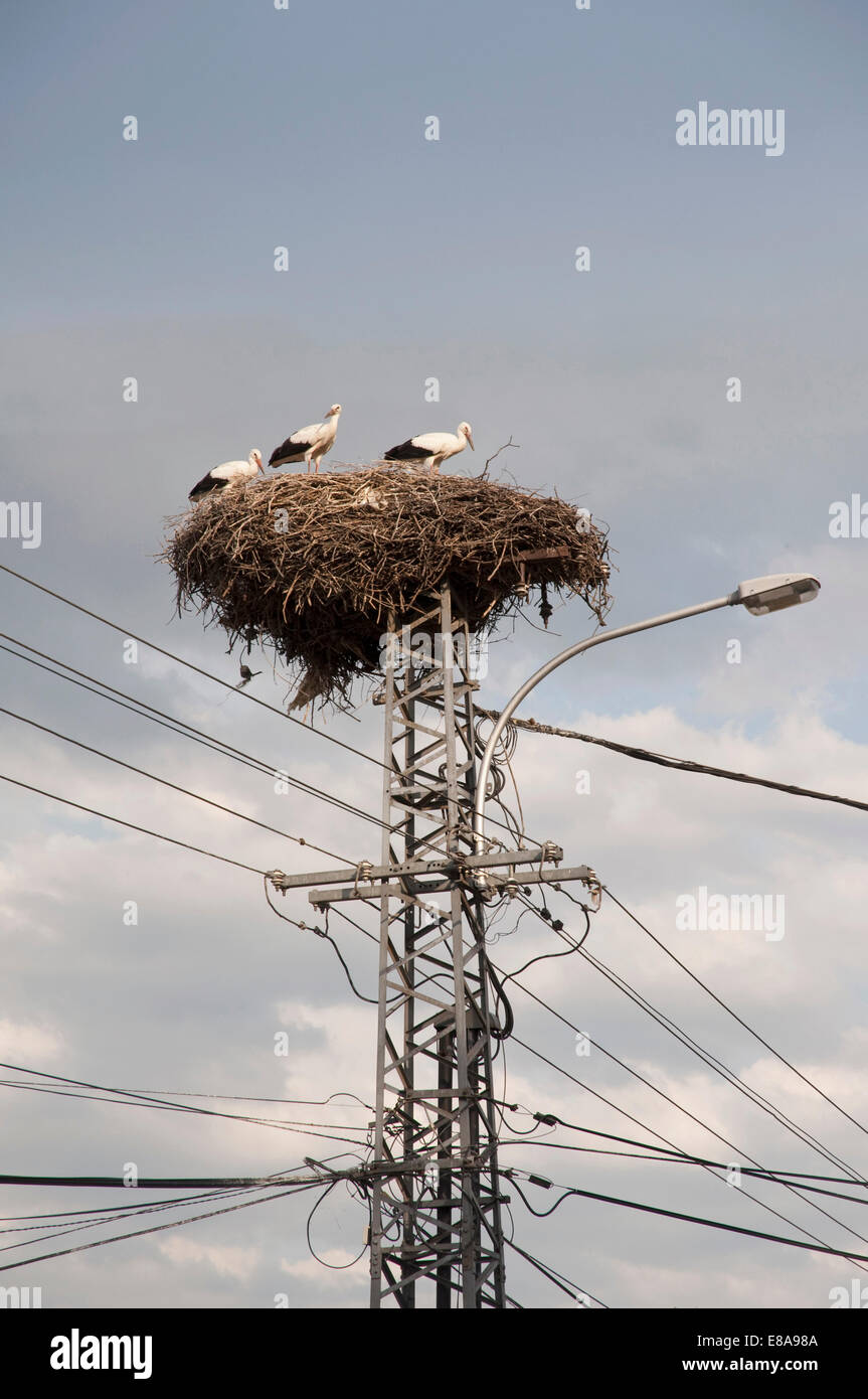 Nesting poles for storks hires stock photography and images Alamy