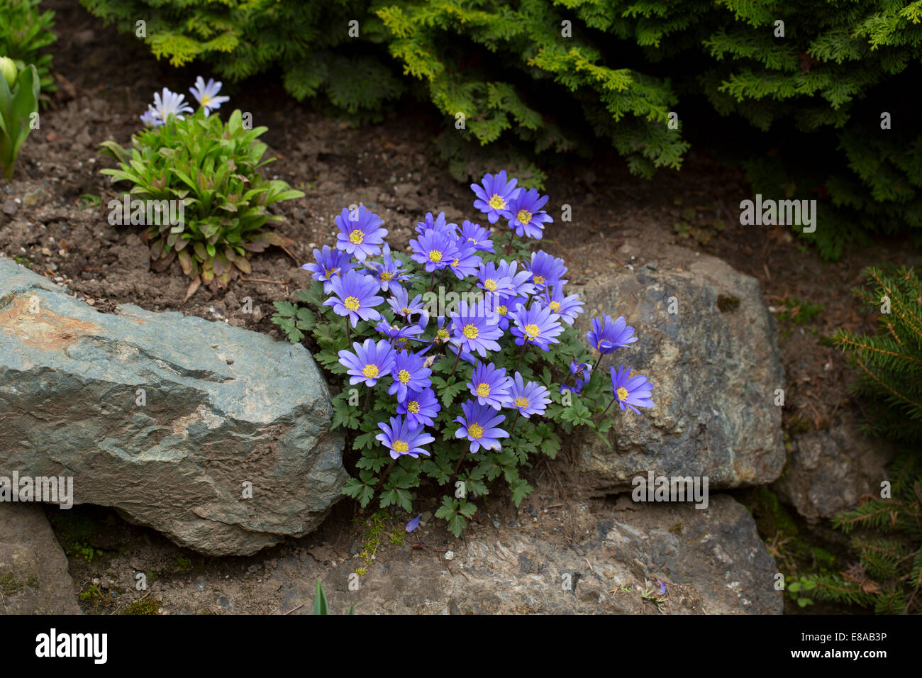Grecian windflower, Anemone blanda Stock Photo