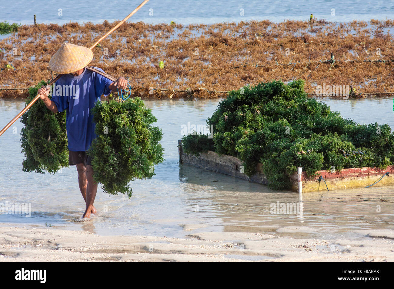 Seaweed farmer harvesting seaweed, Bali, Indonesia Stock Photo Alamy