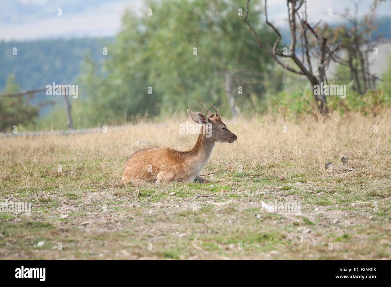 Spotted Deer / Chital (Axis axis)  sitting on the field Stock Photo