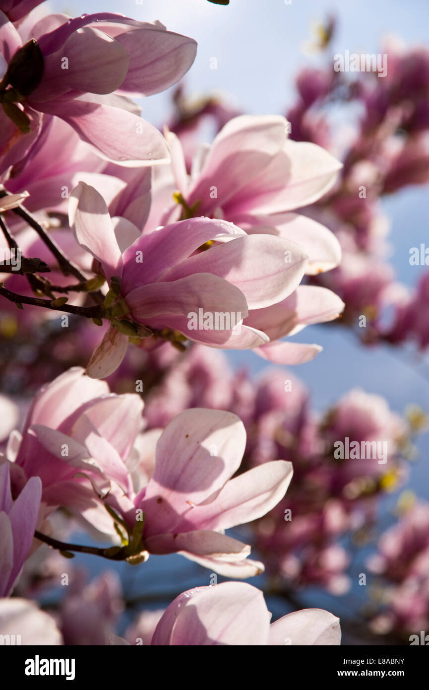 Blooming of a Magnolia Tree Stock Photo - Alamy