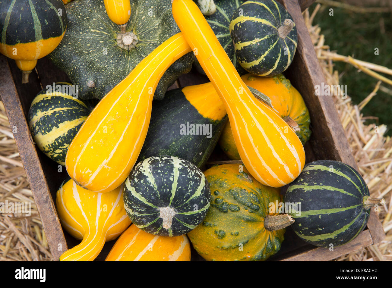 Malvern Autumn RHS show 2014 various gourds, pumpkins and squash Stock Photo