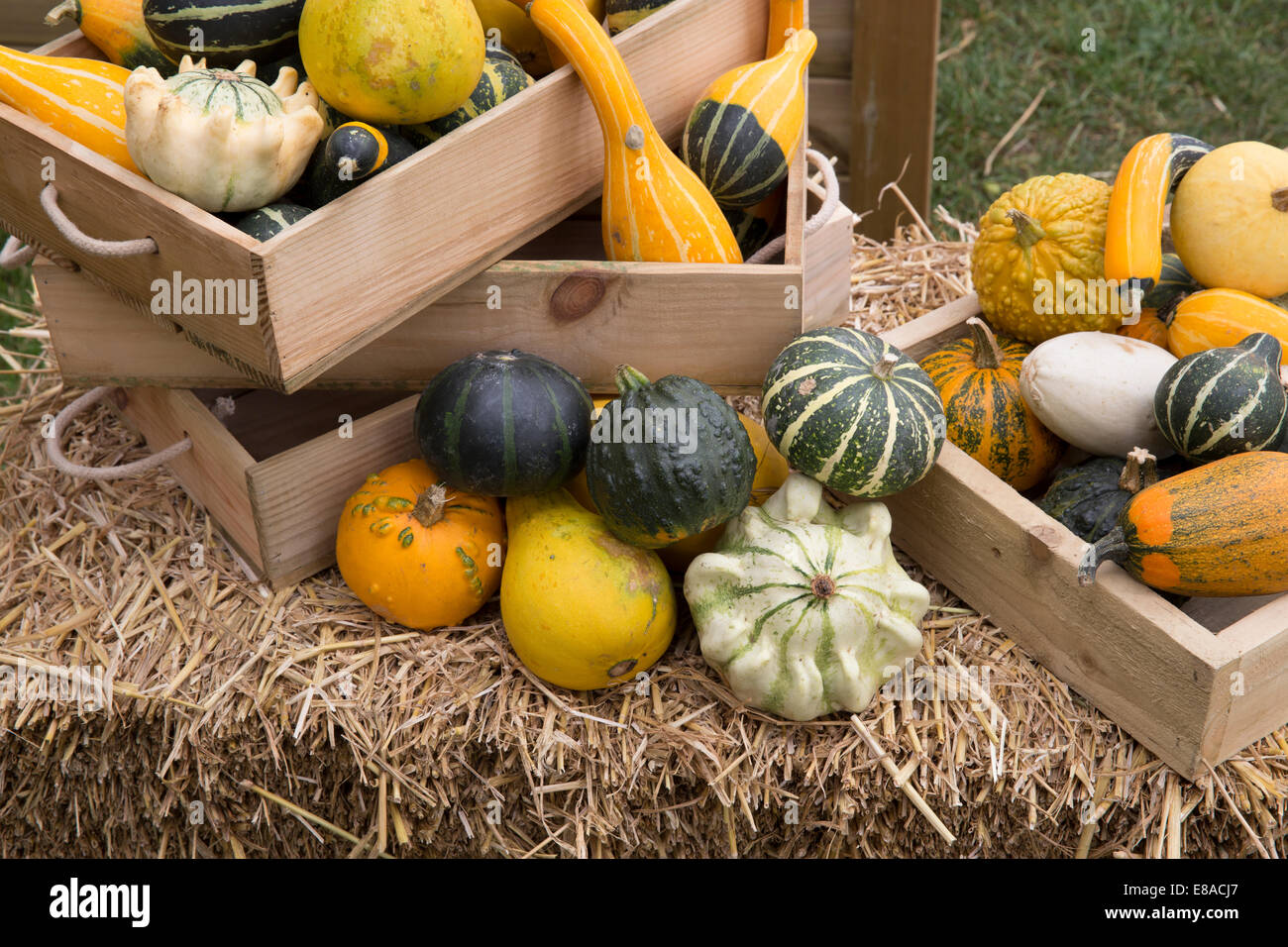 Malvern Autumn RHS show 2014 various gourds, pumpkins and squash Stock Photo