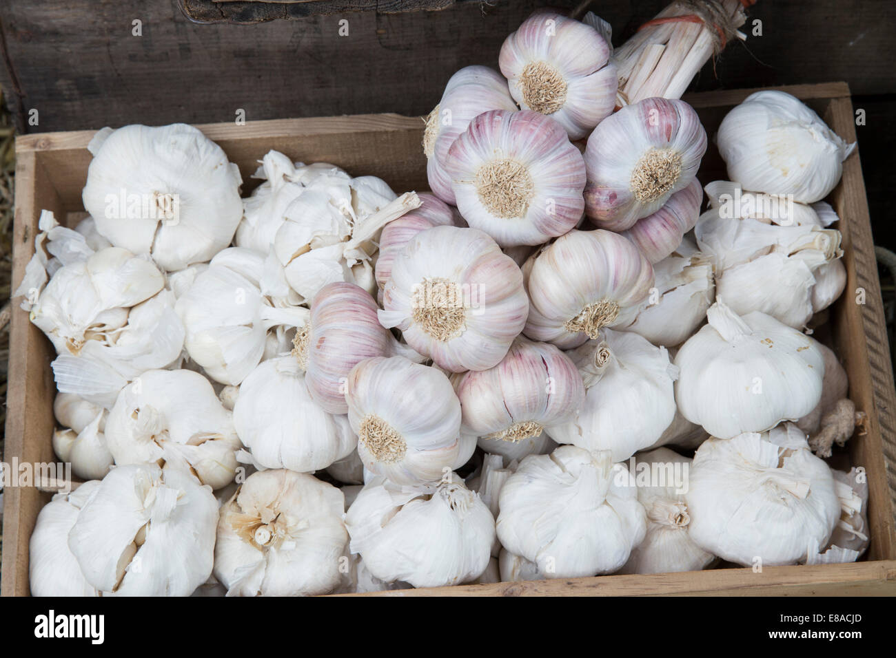 Garlic ready to harvest hires stock photography and images Alamy