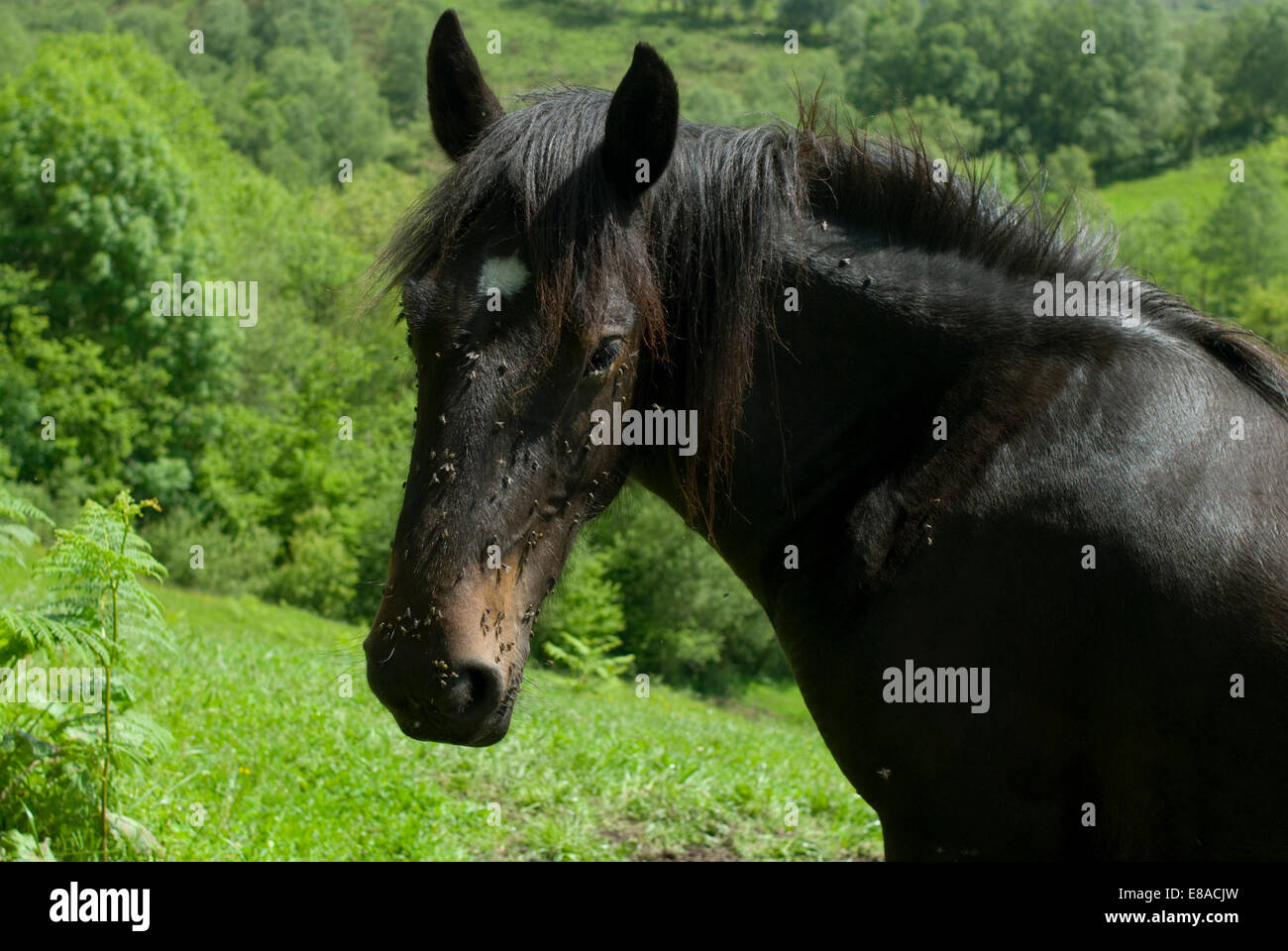 A horse in a field in Spain with flies on its muzzle Stock Photo