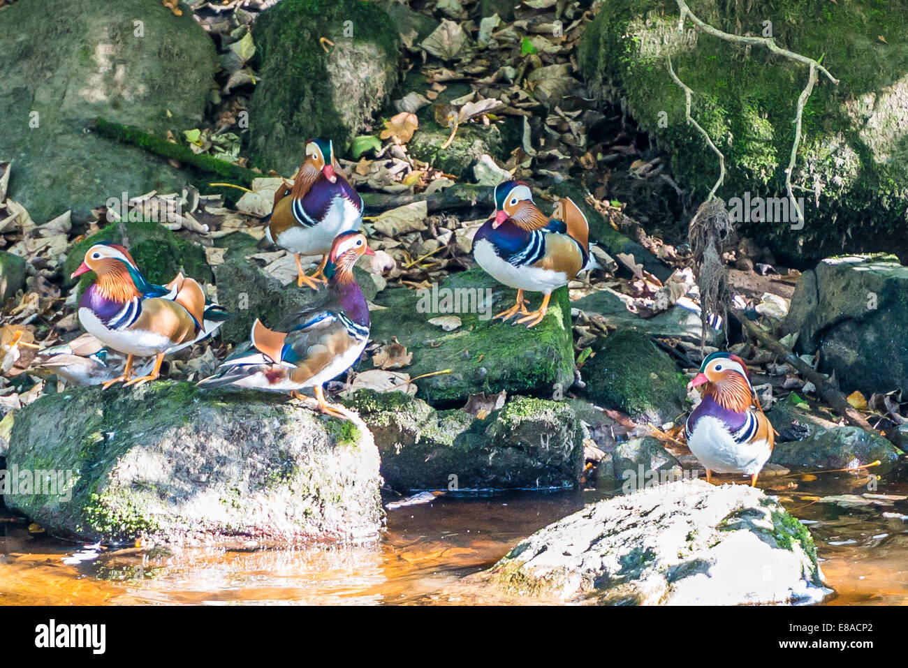 Five mandarin ducks hi-res stock photography and images - Alamy