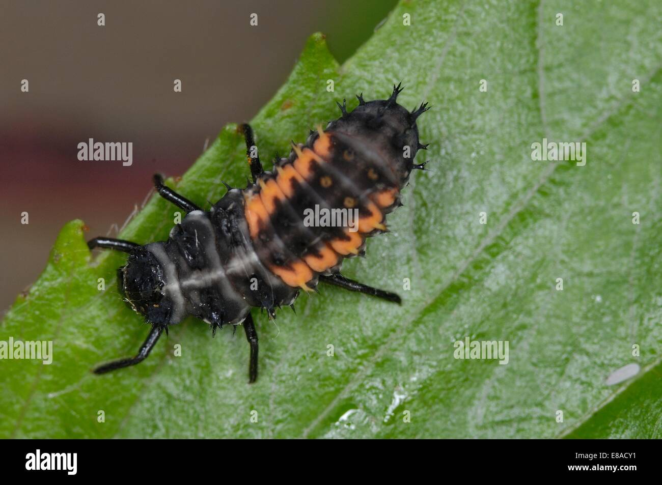 Asiatic Ladybird - Harlequin Ladybird - Multicolored Asian Lady Beetle (Harmonia axyridis) larva on leaf Stock Photo