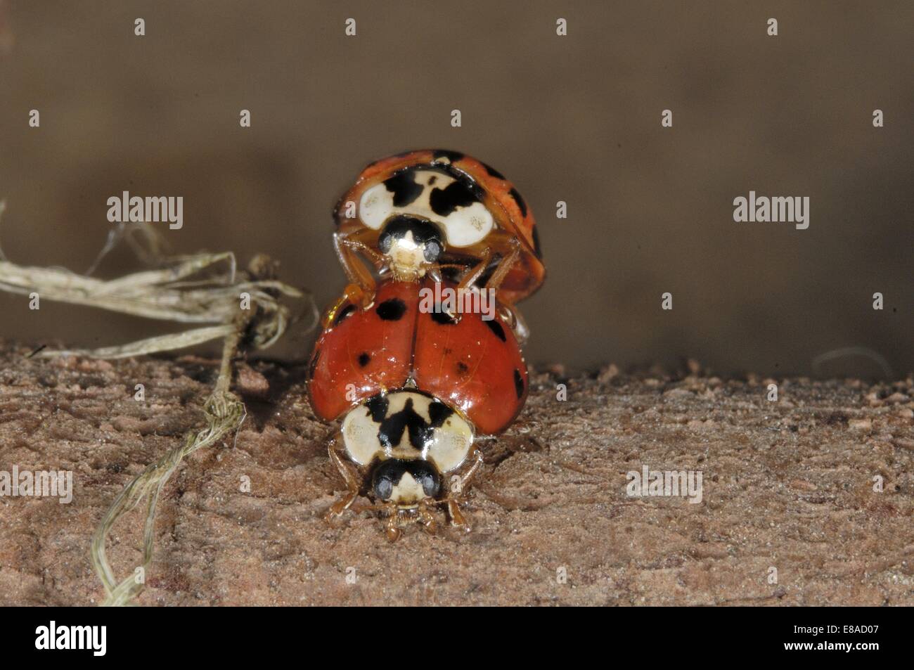 Asiatic Ladybird - Harlequin Ladybird - Multicolored Asian Lady Beetle (Harmonia axyridis) pair mating Stock Photo
