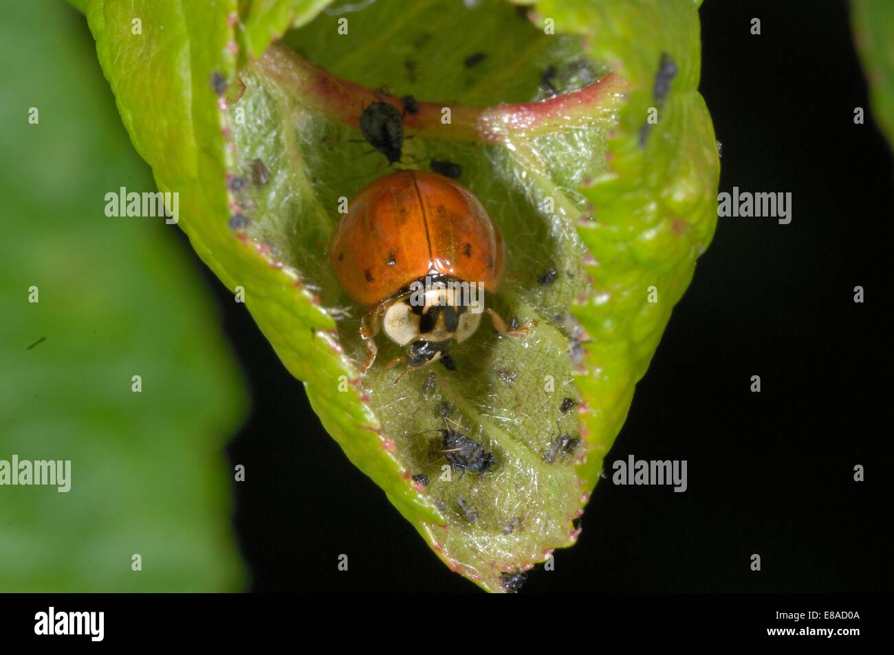 Asiatic Ladybird - Harlequin Ladybird - Multicolored Asian Lady Beetle (Harmonia axyridis) eating aphids Stock Photo
