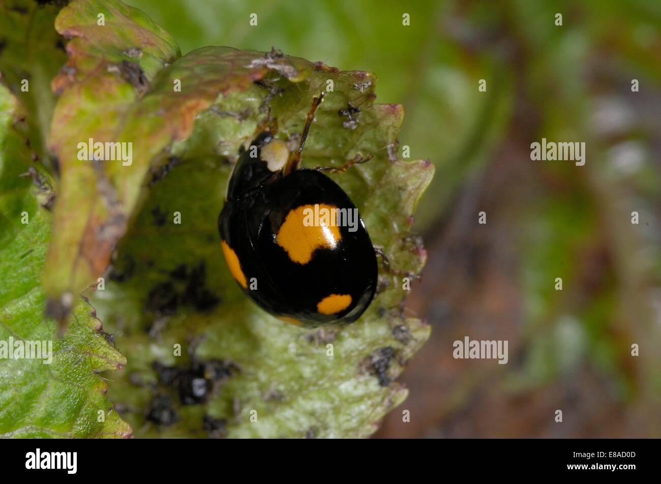 Asiatic Ladybird Harlequin Ladybird Multicolored Asian Lady Beetle