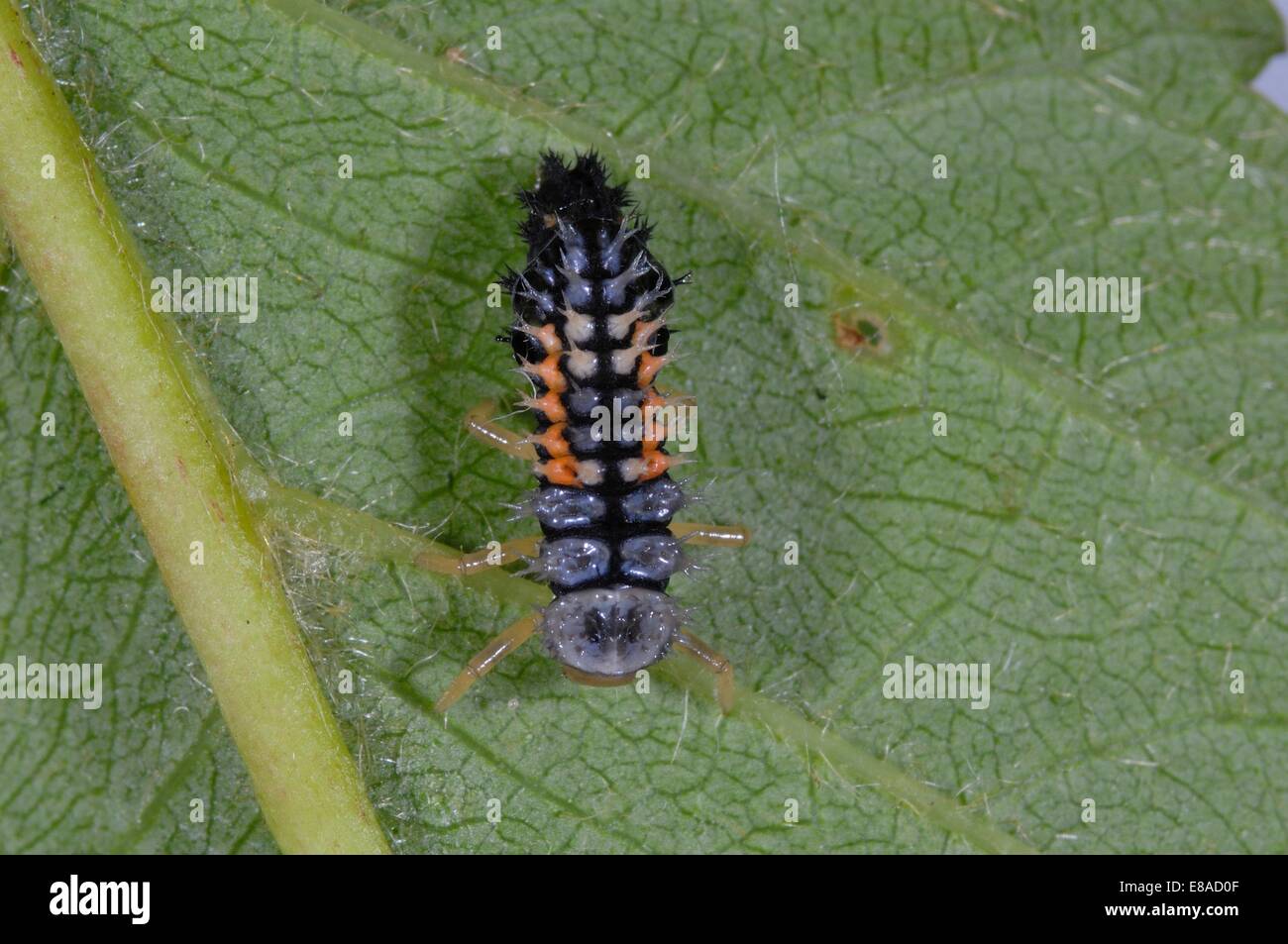 Asiatic Ladybird - Harlequin Ladybird - Multicolored Asian Lady Beetle (Harmonia axyridis) larva on leaf Stock Photo