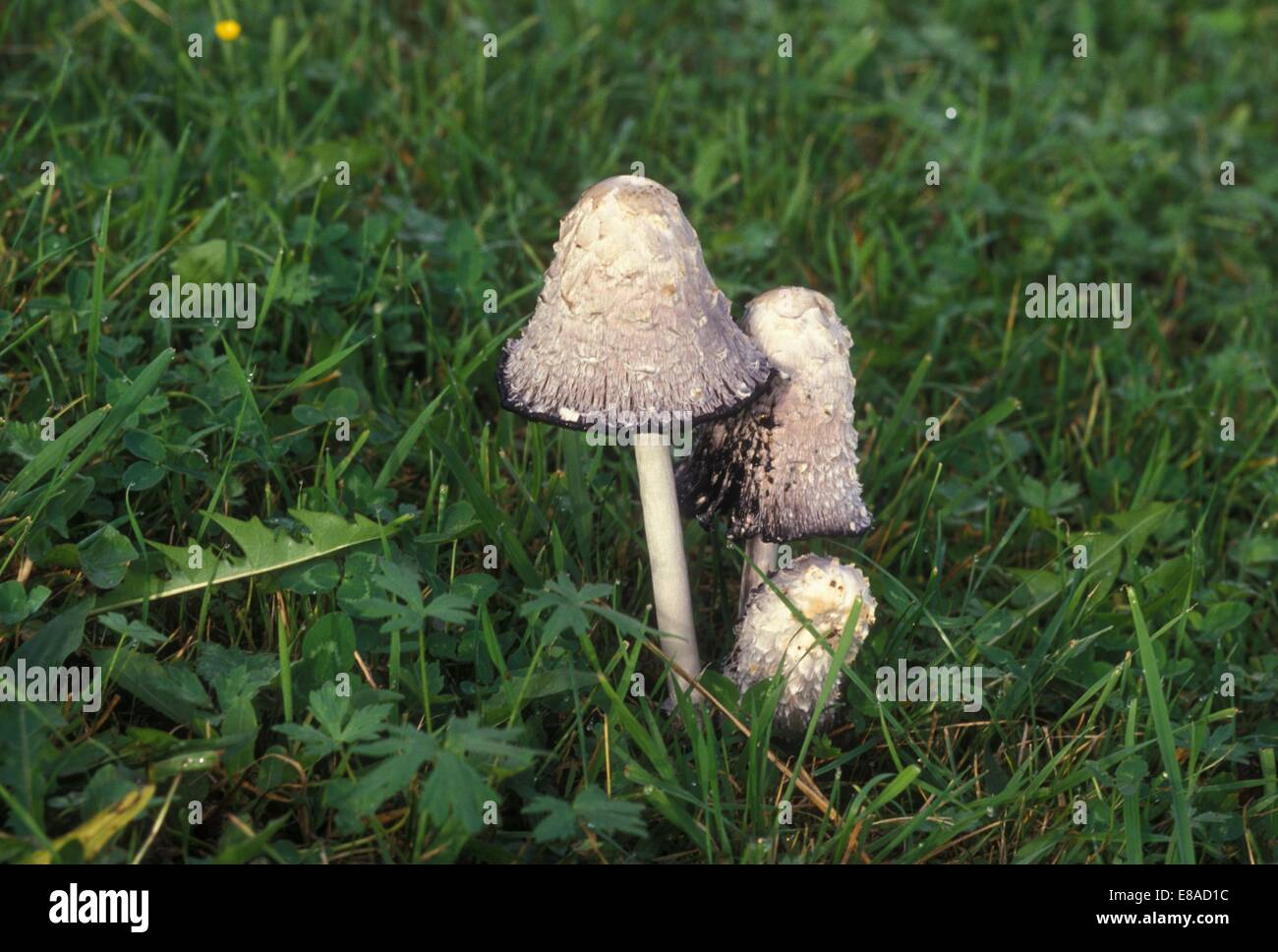 Shaggy Inkcap (Coprinus comatus - Agaricus comatus) in a meadow Stock Photo