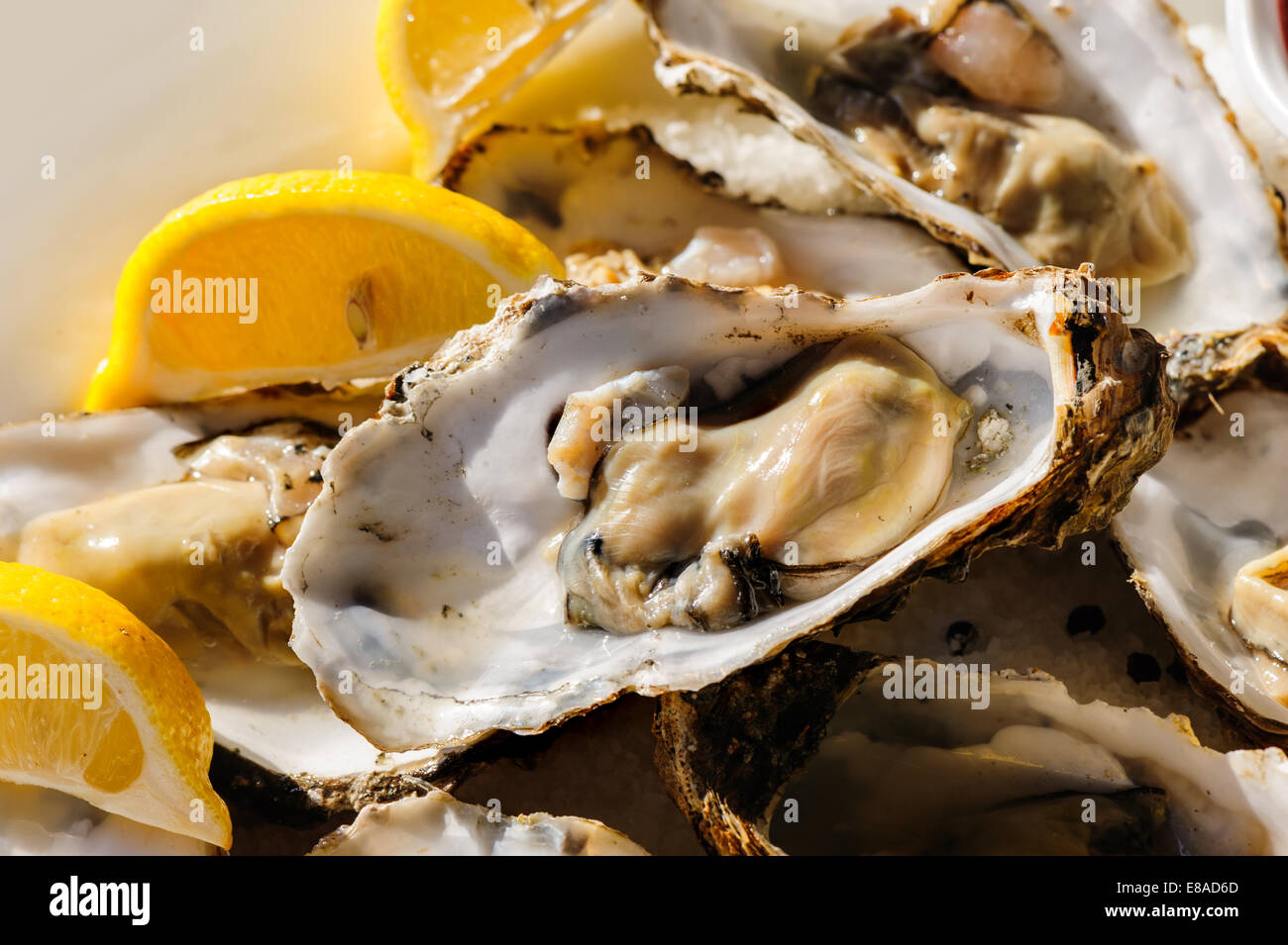 oysters plate Stock Photo