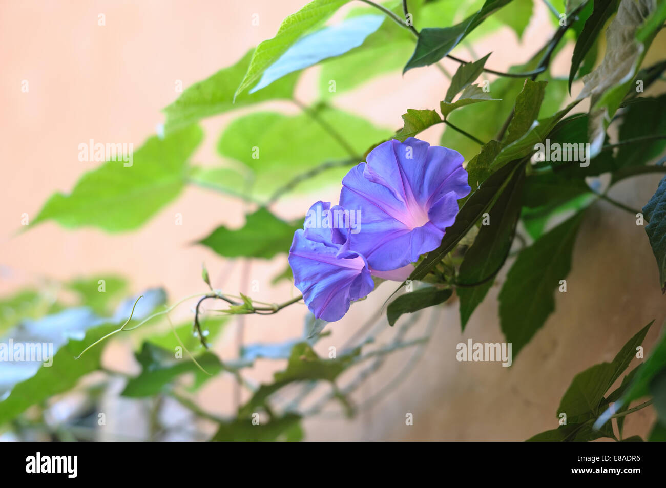 Blue Bindweed Flower High Resolution Stock Photography and Images - Alamy