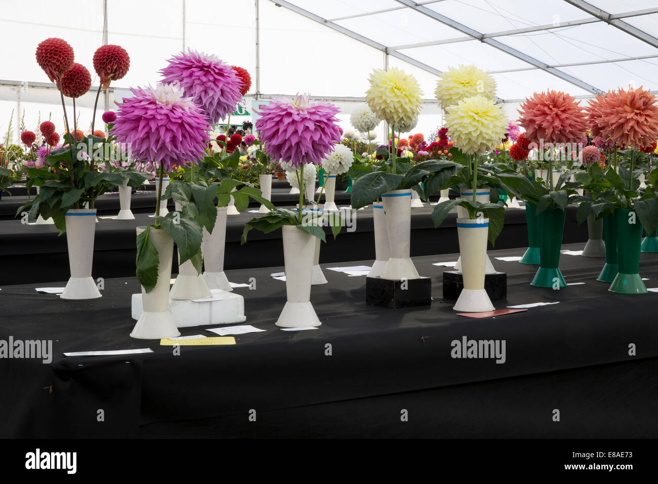 Malvern Autumn RHS show 2015 display of prize winning dahlia flowers Stock Photo