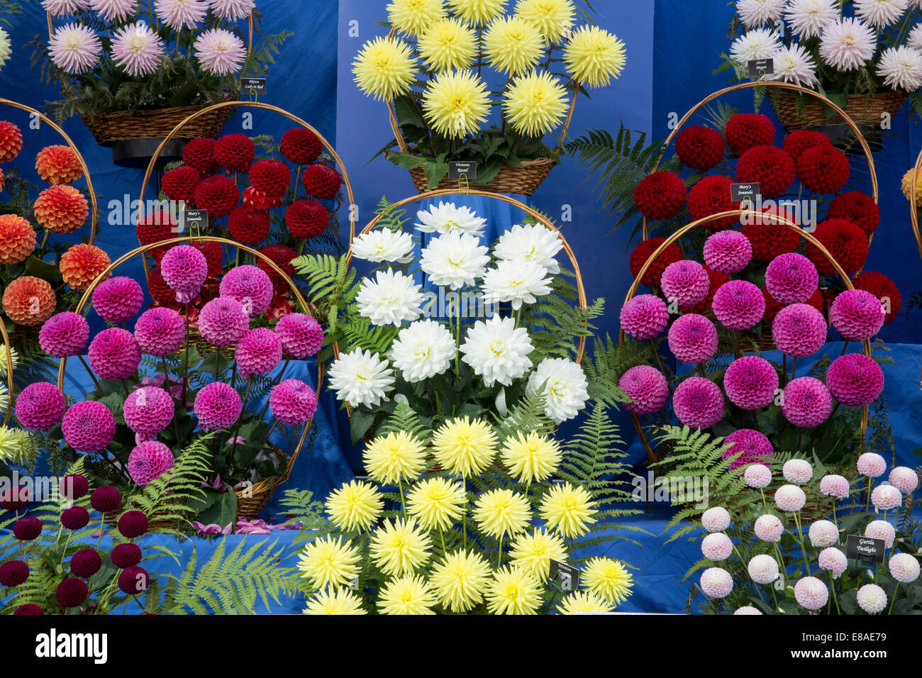 Malvern Autumn RHS show 2014 display of prize winning dahlia flowers Stock Photo