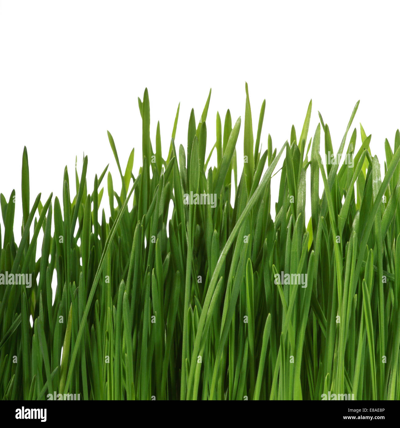 Green grass isolated on white background Stock Photo - Alamy