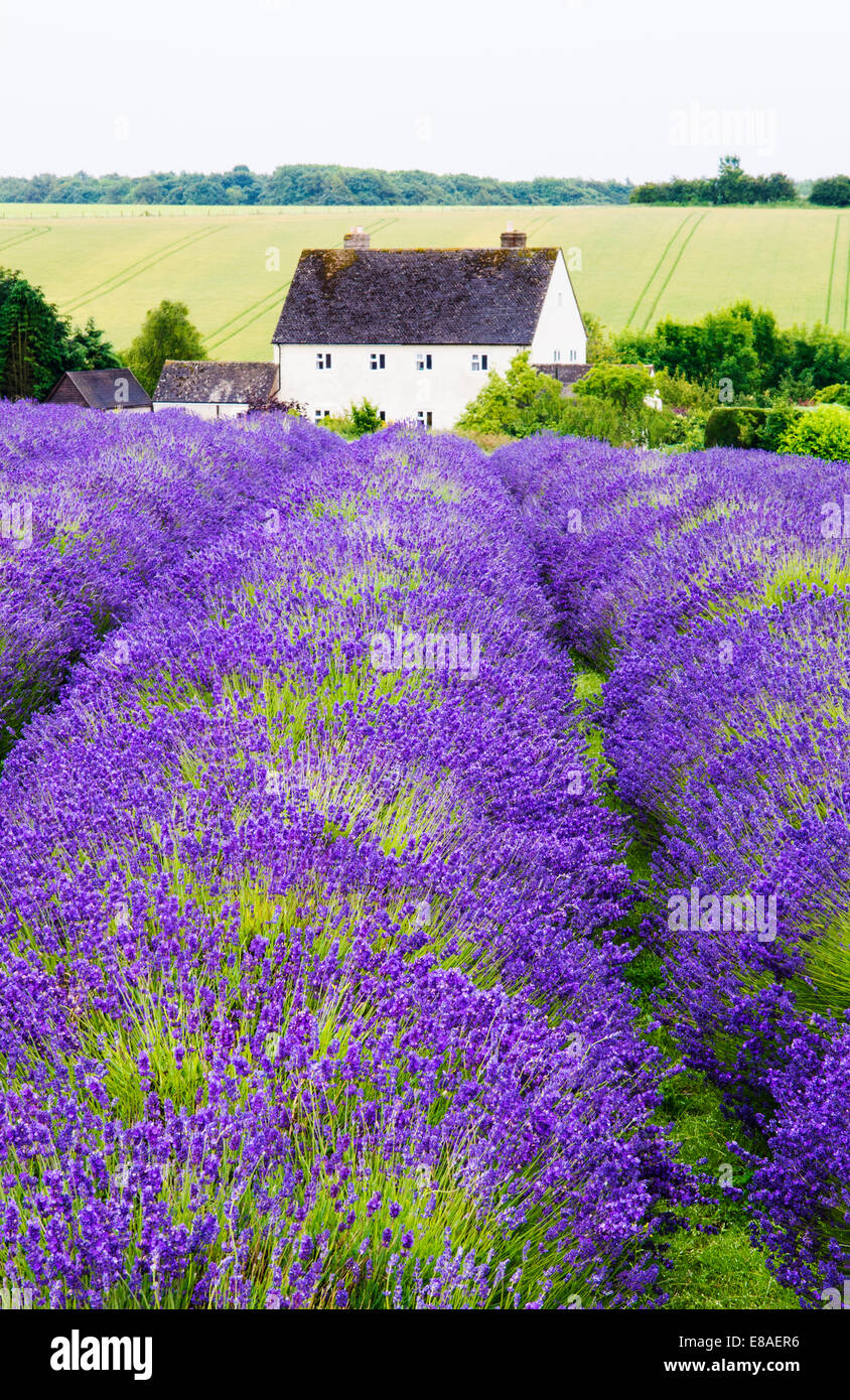 Lavender fields, Cotswolds, Worcestershire, UK Stock Photo Alamy
