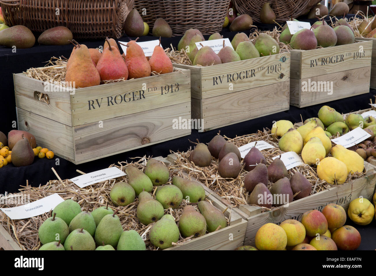 Malvern Autumn RHS show 2014 display of apples and pears including varieties 'Concorde'  'Fondante de Chameu' 'Vranja' 'Invincib Stock Photo