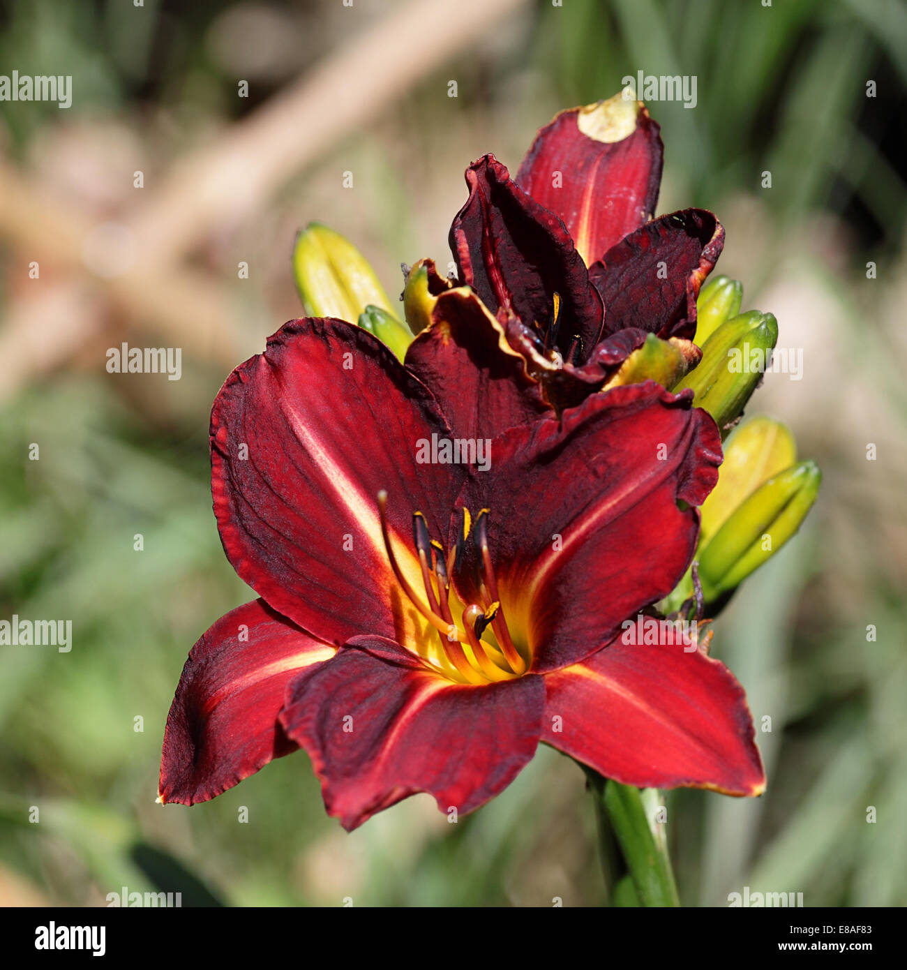 Burgundy daylily flower on natural background Stock Photo