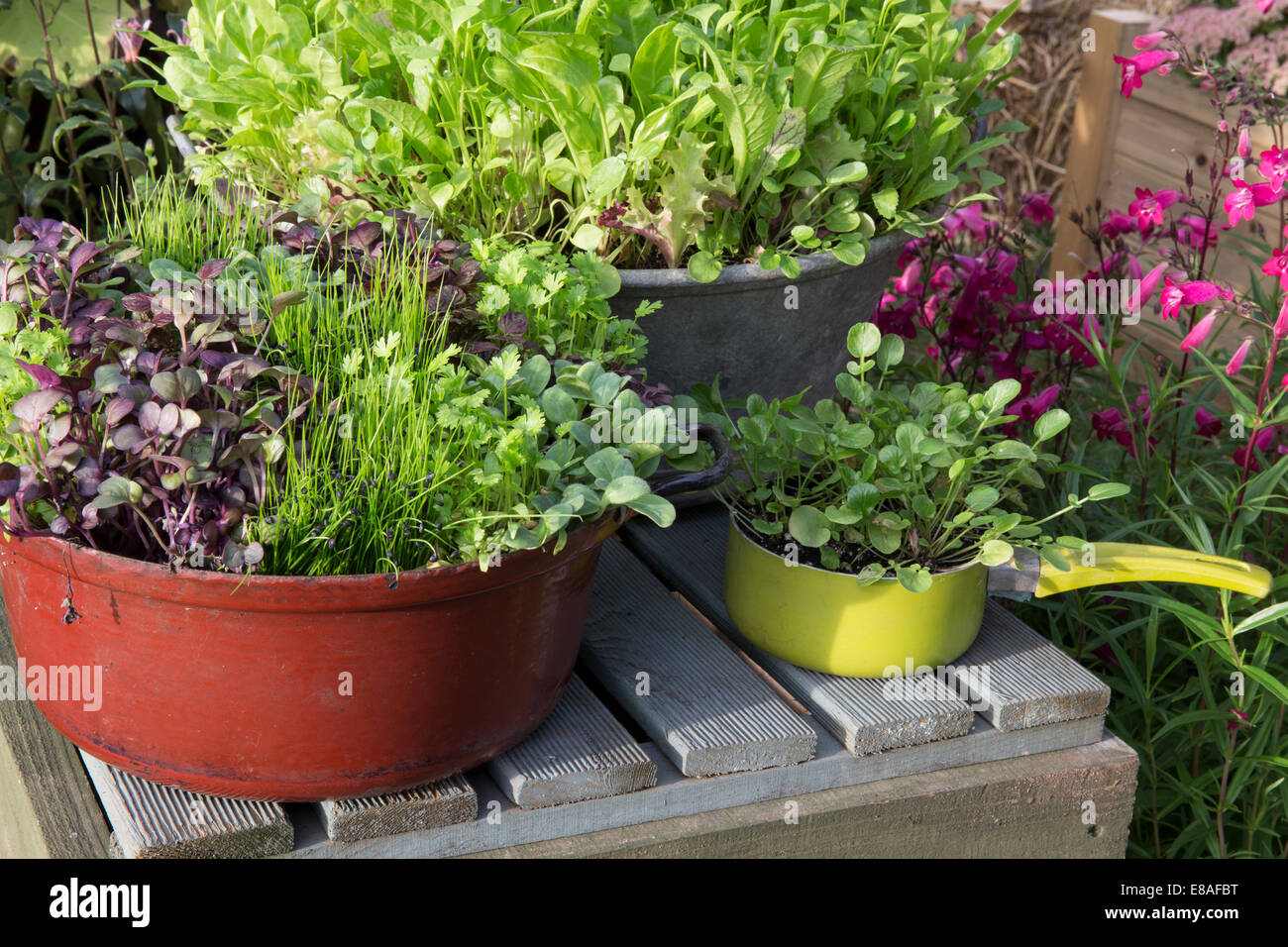 Small kitchen garden with salad crops micro greens growing in unusual containers land cress grown in saucepan winter salad mix lettuce leaves UK Stock Photo