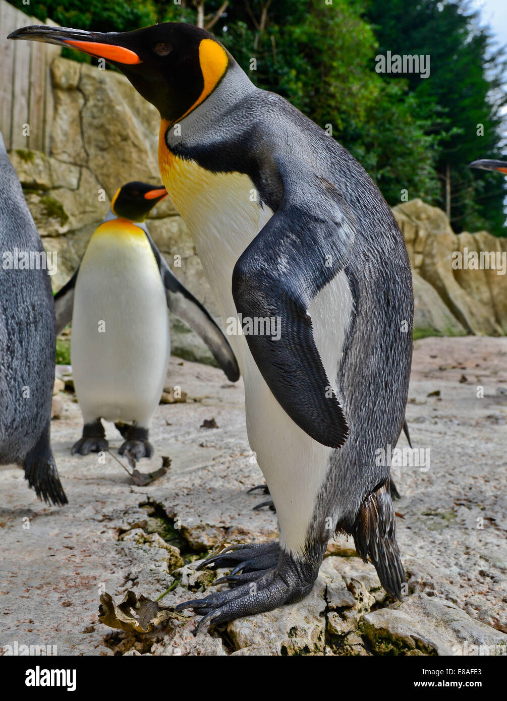 Picture By:Jules Annan Picture Shows:Birdland, Bourton on the Water ..., King Penguins, Birdland is  home to England’s only collection of King Penguins.and have supplied these birds for the Batman film Date:  02/10/2014 Stock Photo