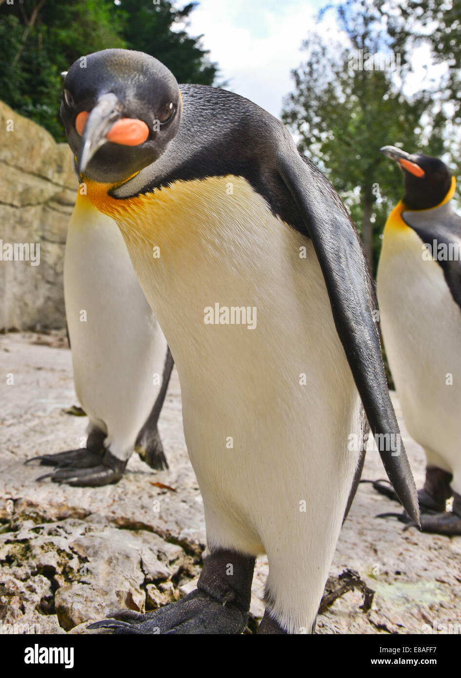 Picture By:Jules Annan Picture Shows:Birdland, Bourton on the Water ..., King Penguins, Birdland is  home to England’s only collection of King Penguins.and have supplied these birds for the Batman film Date:  02/10/2014 Stock Photo