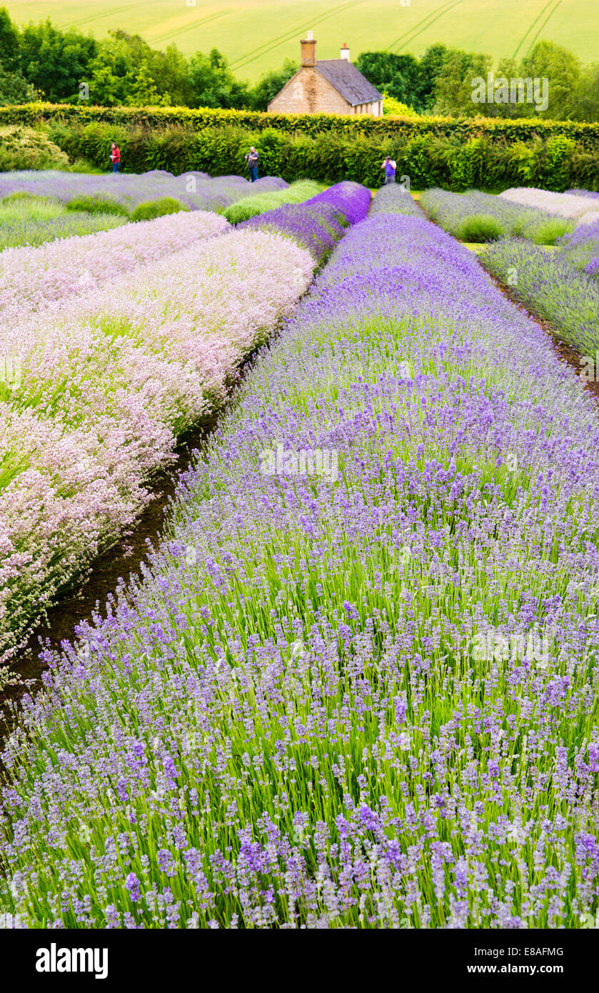 Lavender fields, Cotswolds, Worcestershire, UK Stock Photo Alamy