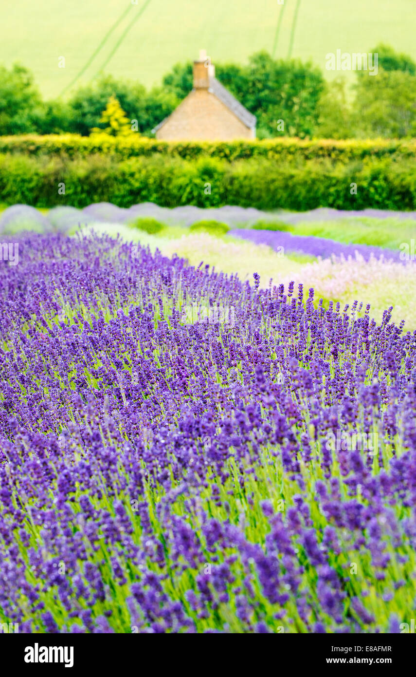 Lavender fields, Cotswolds, Worcestershire, UK Stock Photo Alamy
