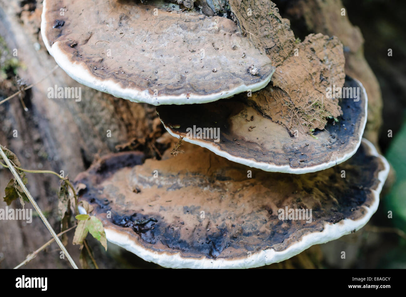 Razor Strop Fungus (Piptoporus betulinus) Stock Photo
